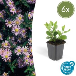 6x Aster ageratoides 'Asran' | Hoogte ↕10-25cm | Potmaat Ø9cm
