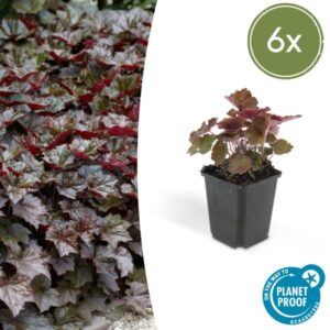 6x Heuchera mic. 'Palace Purple' | Hoogte ↕10-25cm | Potmaat Ø9cm