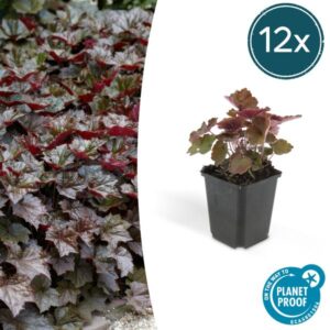 12x Heuchera mic. 'Palace Purple' | Hoogte ↕10-25cm | Potmaat Ø9cm