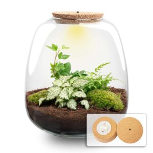 Plant terrarium DIY kit | Potmaat Ø23cm | Hoogte ↕25cm | Fittonia White Tiger + LED