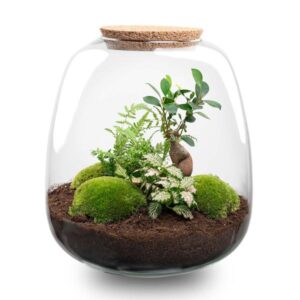 Plant terrarium DIY kit | Hoogte ↕25 cm | Potmaat Ø23cm - Bonsai Pink