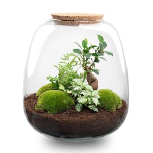 Plant terrarium | Emma | DIY kit | Potmaat Ø23cm | Hoogte ↕25cm | Bonsai White