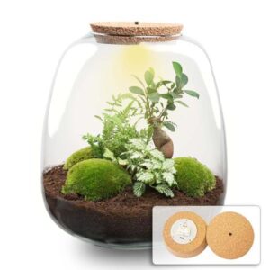 Plant terrarium | Emma | DIY kit | Potmaat Ø23cm | Hoogte ↕25cm | Bonsai White + LED