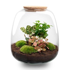 Plant terrarium DIY kit | Potmaat Ø23cm | Hoogte ↕25cm | Coffea Red