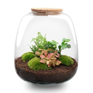 Plant terrarium DIY kit | Potmaat Ø23cm | Hoogte ↕25cm | Hedera Red