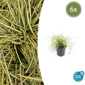 6x Carex oshimensis 'Evergold' | Hoogte ↕10-25cm | Potmaat Ø9cm