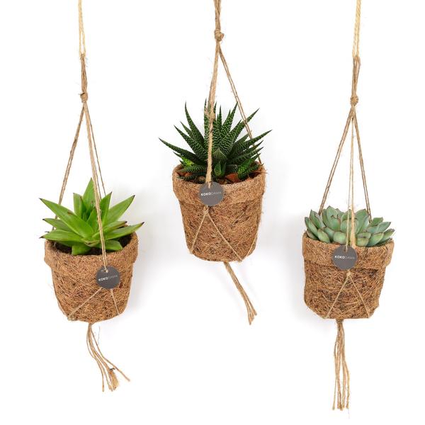 3x Kokopot String Vetplanten Mix | Potmaat Ø10cm | Hoogte ↕15cm