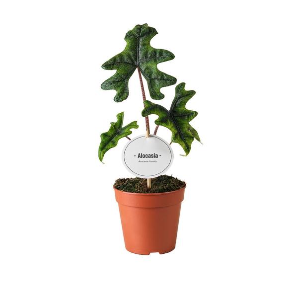 Alocasia Jacklyn | Potmaat Ø12cm | Hoogte ↕30cm