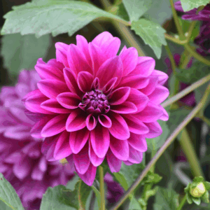 Dahlia 'Blue Bell' | Grote brede bloemblaadjes