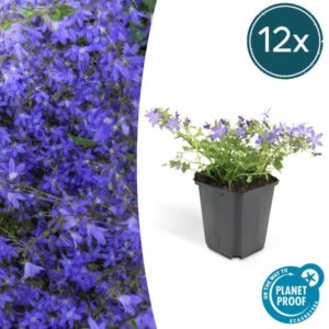 12x Campanula poscharskyana 'Stella' | Hoogte ↕10-25cm | Potmaat Ø9cm