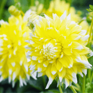Dahlia 'Seattle' | 24 knollen voor 4 m²