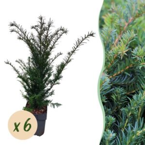 Taxus baccata | Blad Groen | 6 Planten | 1 Strekkende Meter | Groenblijvend | Potmaat Ø17cm | Hoogte ↕60cm