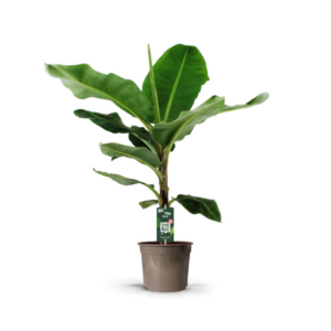 Bananenboom (Musa) | Hoogte ↕140cm | Potmaat Ø27cm
