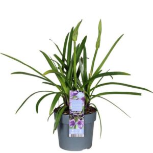 Agapanthus 'Poppin Purple' | Potmaat Ø19cm | Hoogte ↕30cm