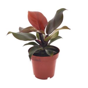 Philodendron 'Imperial Red' | Potmaat Ø12cm | Hoogte ↕25cm