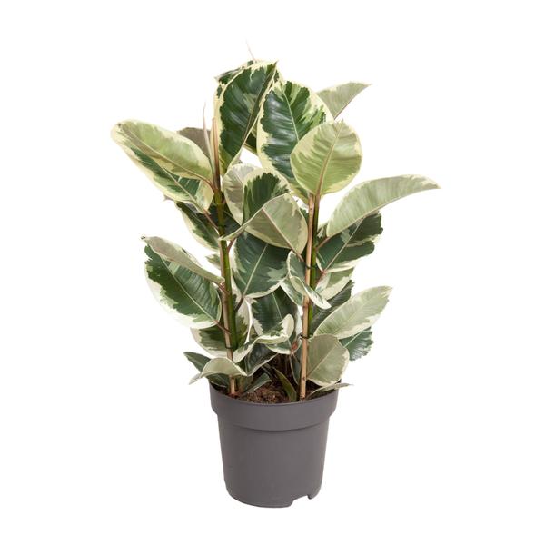 Ficus elastica 'Tineke' | Potmaat Ø27cm | Hoogte ↕100cm