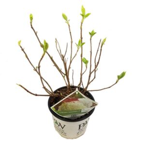 Hydrangea arborescens 'Strong Annabelle' | Potmaat Ø19cm | Hoogte ↕30cm