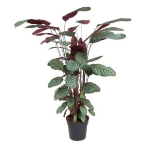 Calathea Oppenheimiana | Potmaat Ø27cm | Hoogte ↕130cm