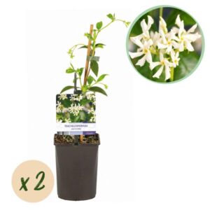Toscaanse jasmijn | Trachelospermum jasminoides | Bloem wit | Groenblijvend | 2 planten | Potmaat Ø11cm | Hoogte ↕40cm