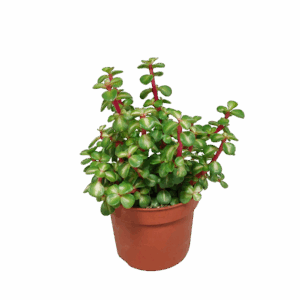 Portulacaria afra 'Mediopicta' | Zonder pot | Potmaat Ø10,5cm
