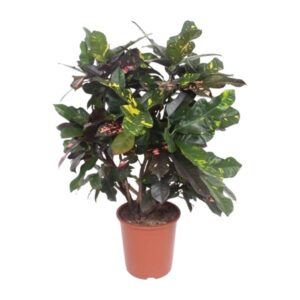 Codiaeum Magnificent (Croton Magnificent) | Potmaat Ø27cm | Hoogte ↕110cm