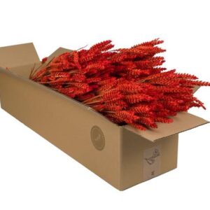 Droogbloemen | Tarwe (Triticum) | Burnt orange | 4 bossen | Hoogte ↕60cm