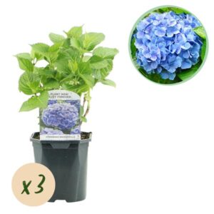 Hortensia Hydrangea macrophylla 'Blauw' | Bloem blauw | 3 planten | Voor 1m² | Bladverliezend | Weinig onderhoud | Potmaat Ø17cm | Hoogte ↕30cm