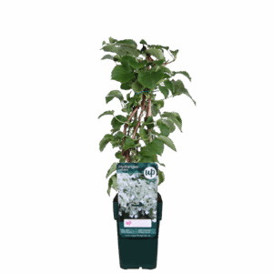 Hydrangea petiolaris | Klimhortensia | Potmaat Ø15cm | Hoogte ↕65cm