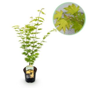 Terrasplant | Japanse esdoorn Acer palmatum 'Jordan' | Geel | 1 plant | Bladverliezend | Potmaat Ø19cm | Hoogte ↕70cm