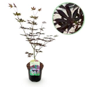 Terrasplant | Japanse esdoorn Acer palmatum 'Trompenburg' | Donker paars | 1 plant | Bladverliezend | Potmaat Ø19cm | Hoogte ↕70cm