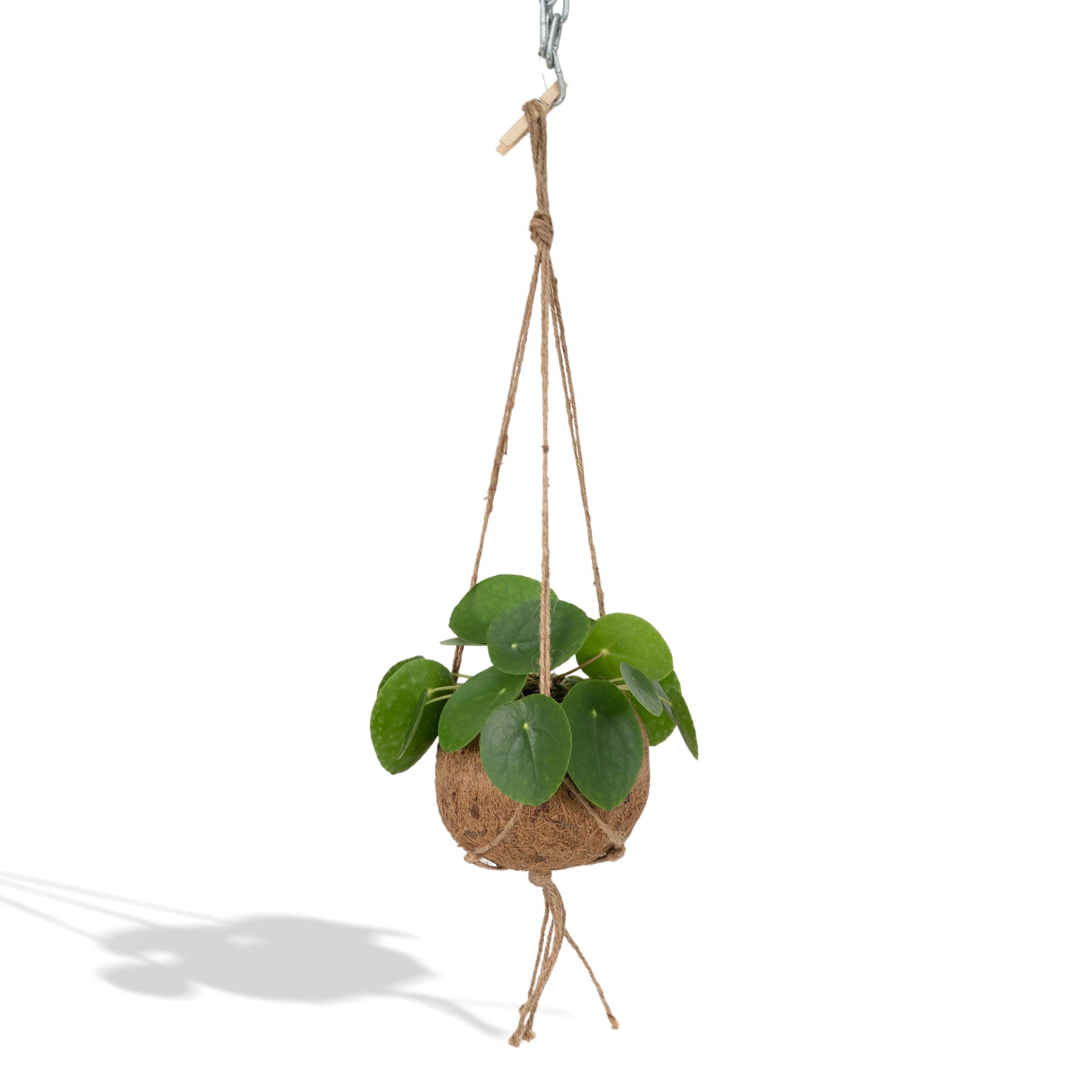 Kokedama Pilea peperomioides | Potmaat Ø15cm | Hoogte ↕20cm