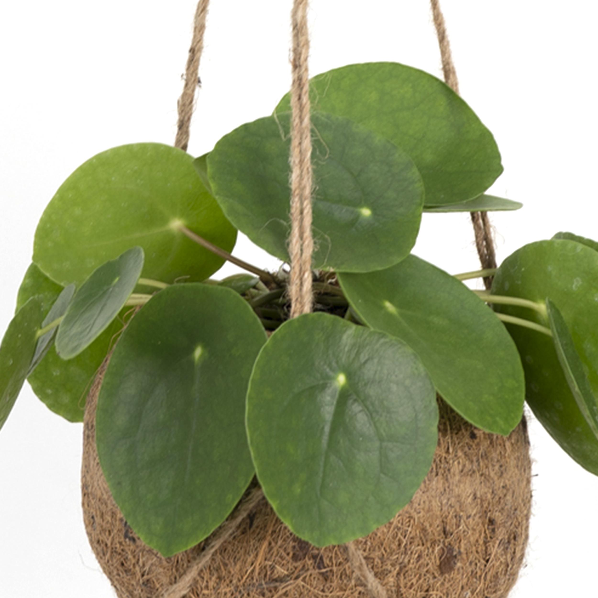 Kokedama Pilea peperomioides | Potmaat Ø15cm | Hoogte ↕20cm