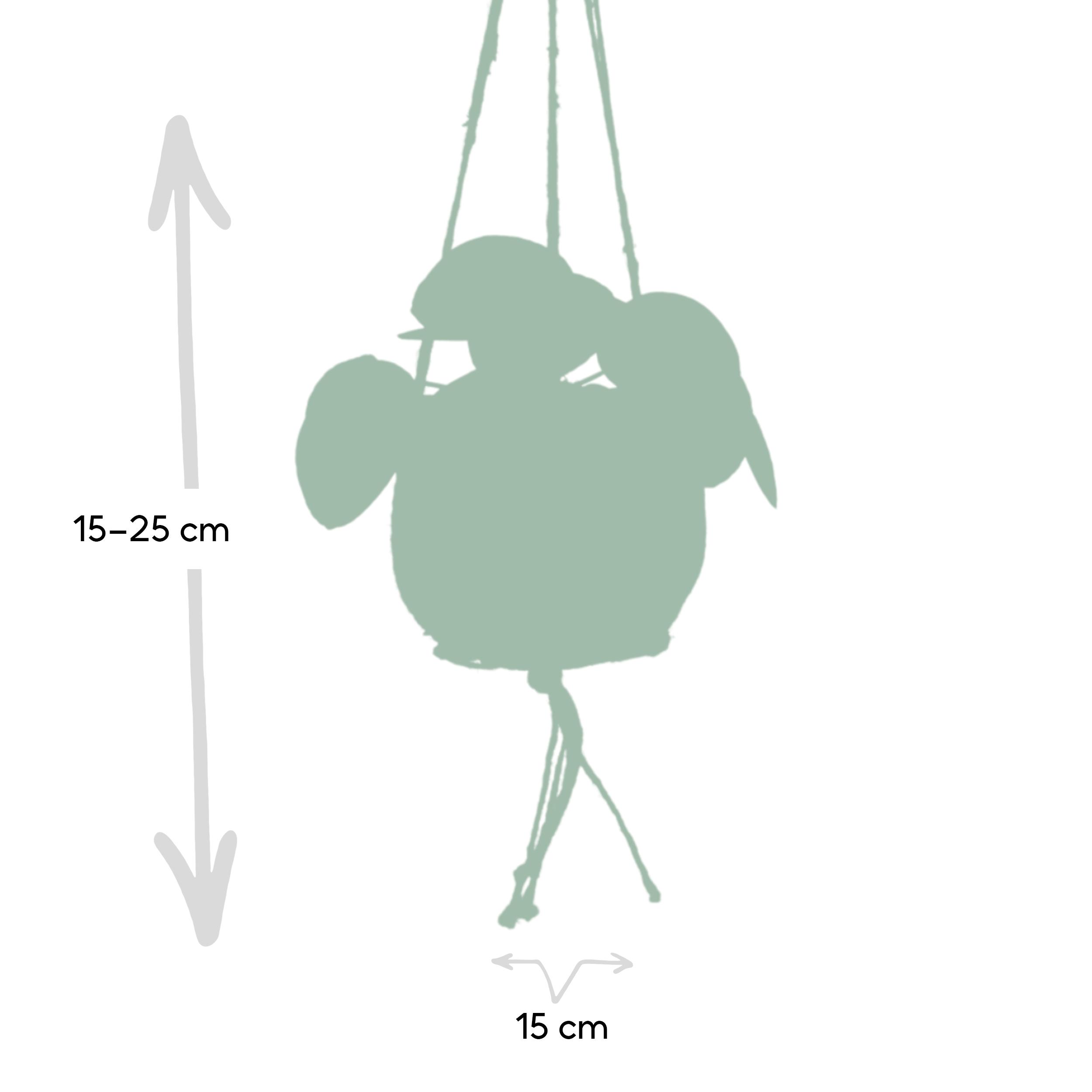 Kokedama Pilea peperomioides | Potmaat Ø15cm | Hoogte ↕20cm