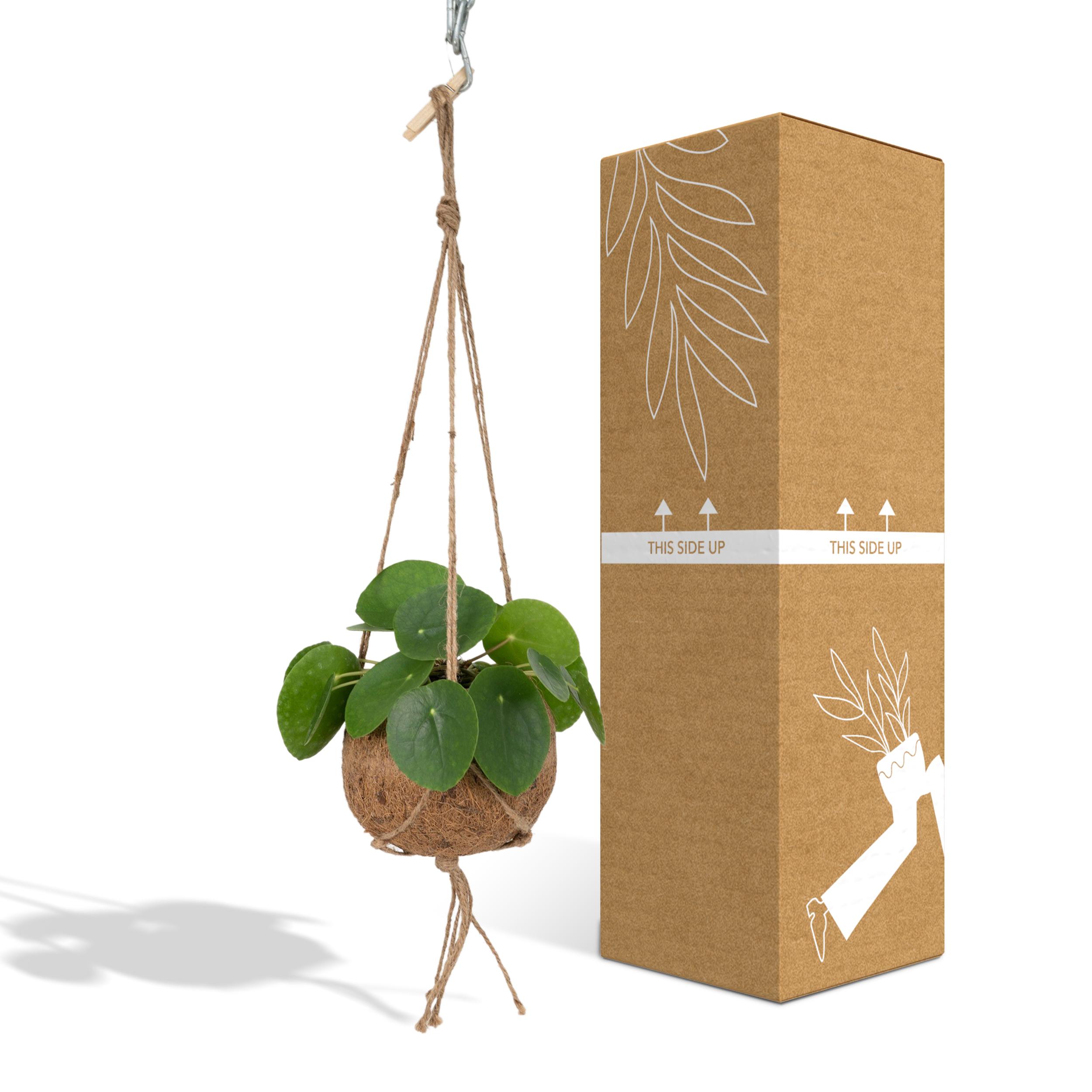 Kokedama Pilea peperomioides | Potmaat Ø15cm | Hoogte ↕20cm