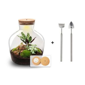DIY terrarium Fat Joe rood | Hoogte ↕30 cm | Inclusief hark en schepje