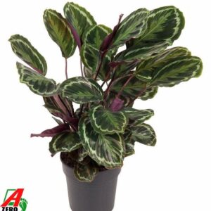 Calathea Medallion | Potmaat Ø24cm | Hoogte ↕80cm