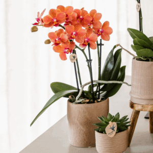 Set Bolzano orchidee en succulenten | Keramische sierpotten | Potmaat Ø9cm & Ø6cm
