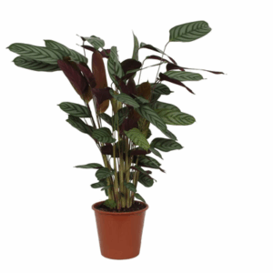 Calathea Compactstar | Potmaat Ø21cm | Hoogte ↕90cm