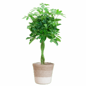 Schefflera Arab Nora with basket Lissabon white - 70cm - Ø21