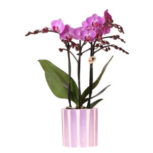 Kolibri Orchids | Purple Phalaenopsis Orchid Vienna + Painted Stripe Pot Lilac - Pot Size Ø9cm | Flowering Houseplant - Fresh from the Grower