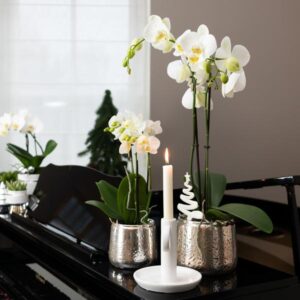 Witte Phalaenopsis orchidee Amabilis | Luxe sierpot zilver | Potmaat Ø9cm | Hoogte ↕40cm