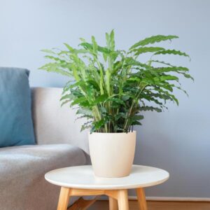 Calathea rufibarba | Mand Viber wit | Potmaat Ø17cm | Hoogte ↕55cm