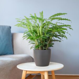 Calathea rufibarba | Mand Viber grijs | Potmaat Ø17cm | Hoogte ↕55cm