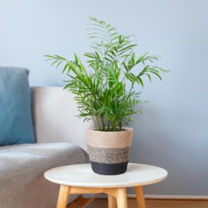Chamaedorea elegans | Mand Lissabon zwart | Potmaat Ø17cm | Hoogte ↕55cm