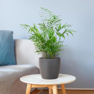 Chamaedorea elegans | Mand Viber grijs | Potmaat Ø17cm | Hoogte ↕55cm