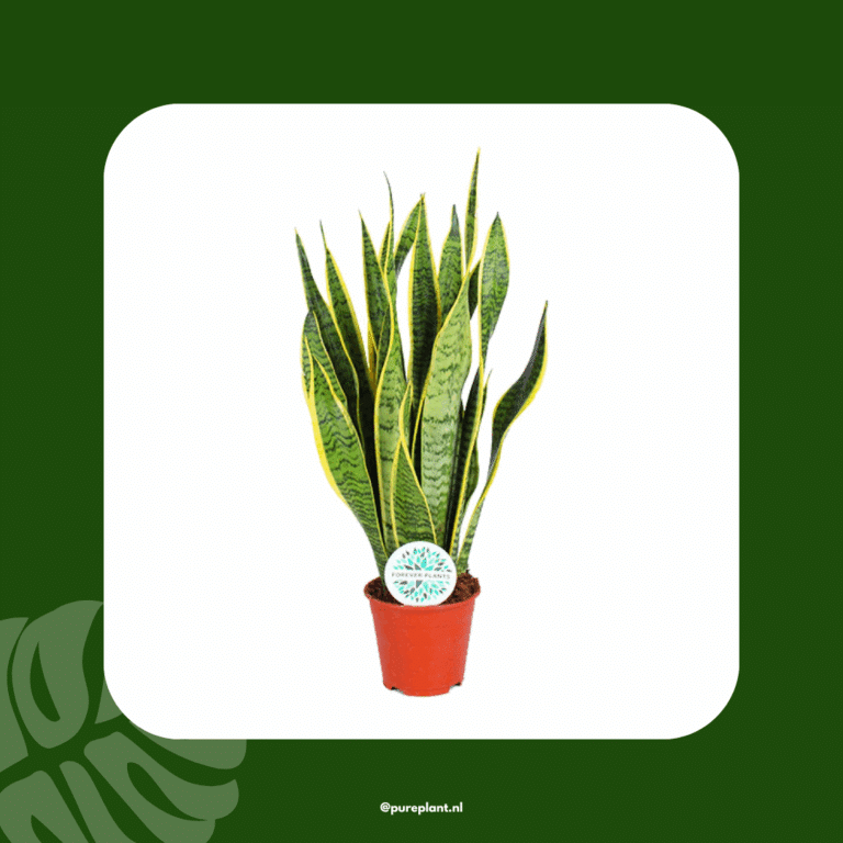 Sansevieria trifasciata Laurentii | Potmaat Ø14cm | Hoogte ↕50cm