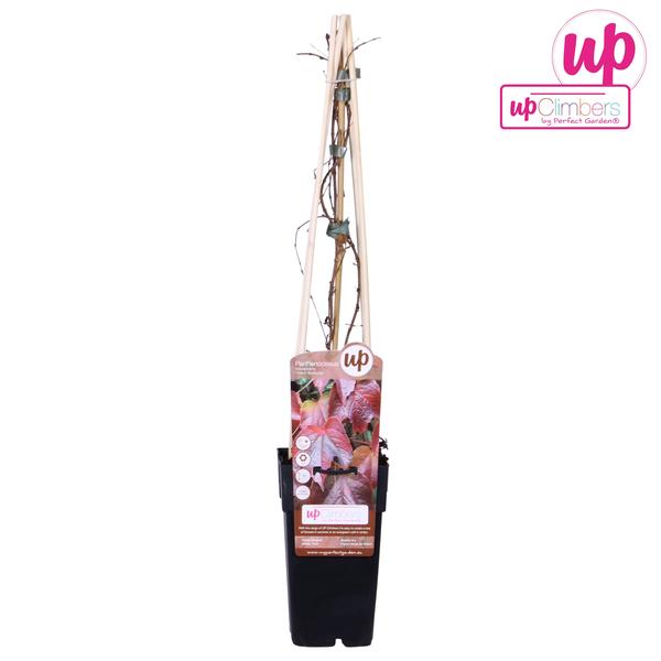 Parthenocissus Tricuspidata 'Veitch Boskoop'