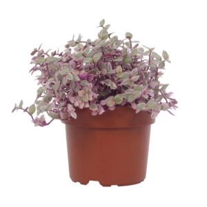 Callisia Repens Rosato