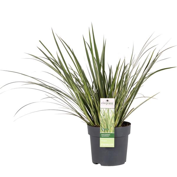 Acorus gramineus 'Argenteostriatus'