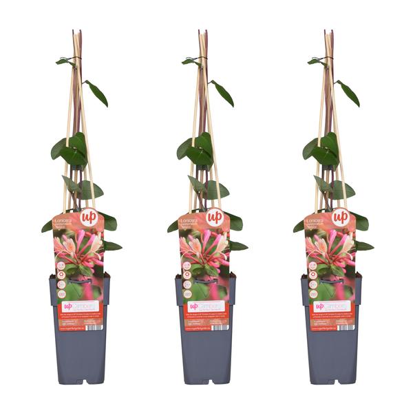 Lonicera periclymenum 'Belgica'